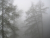 16 misty forest web